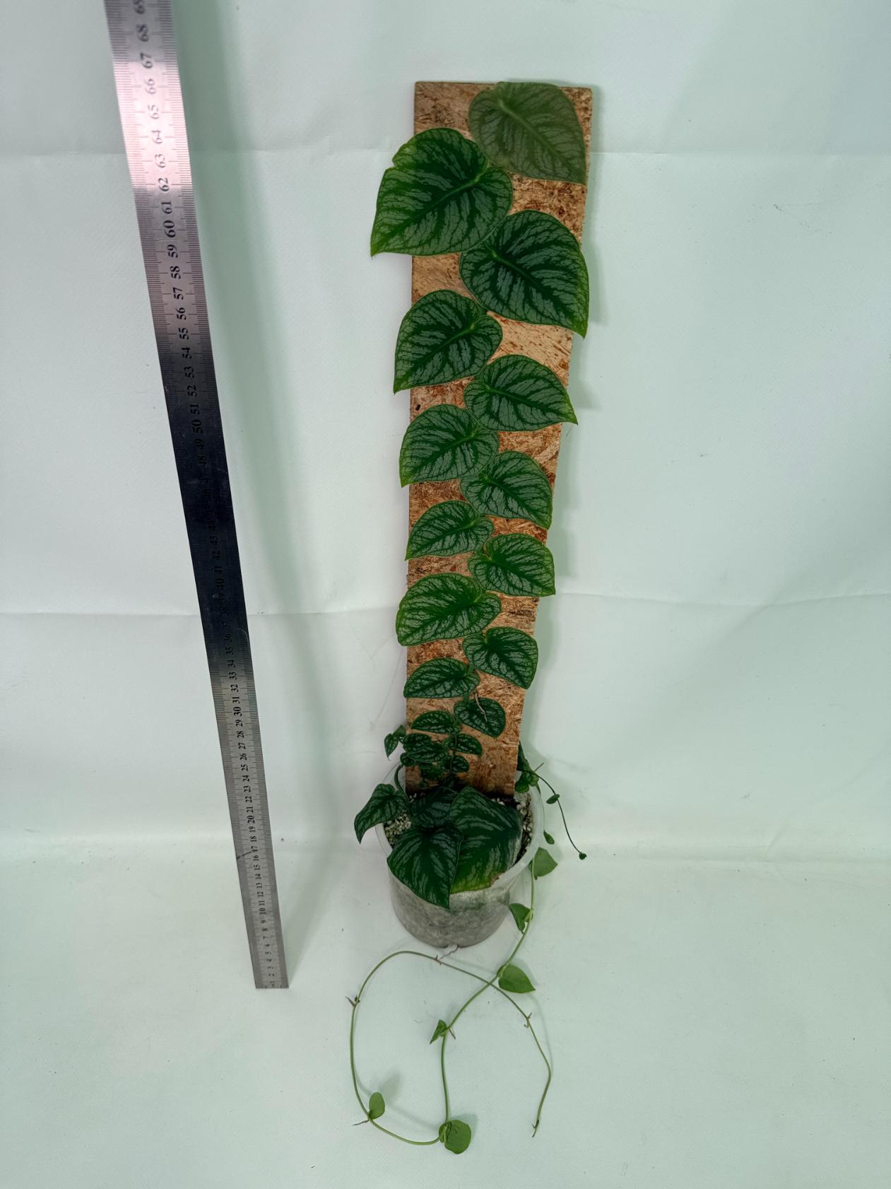 Monstera Dubia